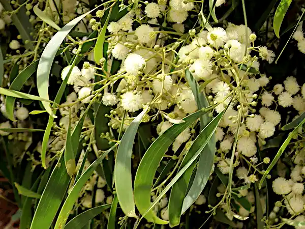 Acacia implexa (Hickory Wattle) blossom