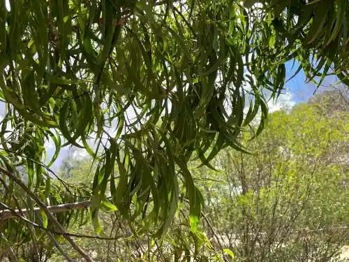 Acacia implexa (Hickory Wattle) foliage
