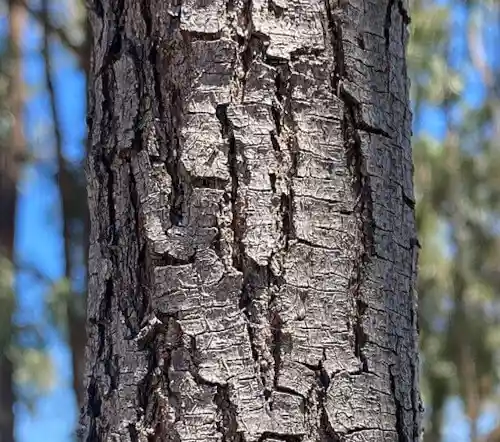 Acacia implexa (Hickory Wattle) trunk