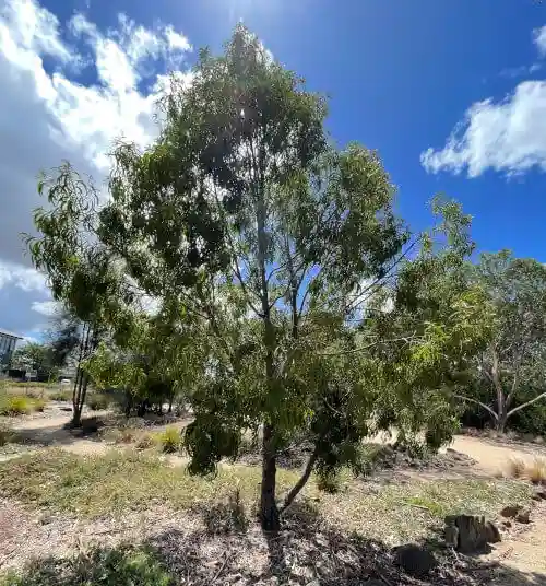 Acacia implexa (Hickory Wattle)