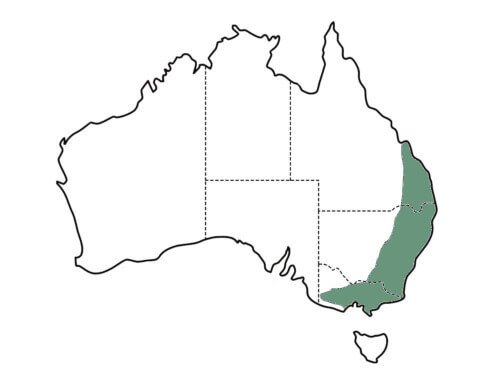 Acacia implexa distribution