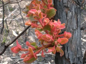 Angophora hispida (Dwarf Apple Gum) new growth