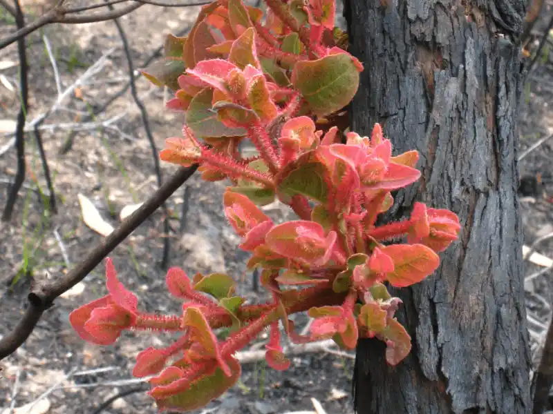 Angophora hispida (Dwarf Apple Gum) new growth