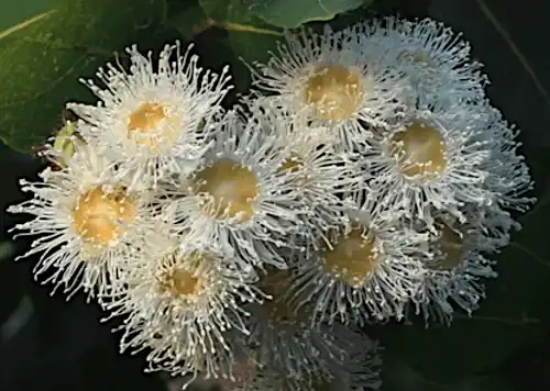 Angophora hispida (Dwarf Apple Gum) flowers
