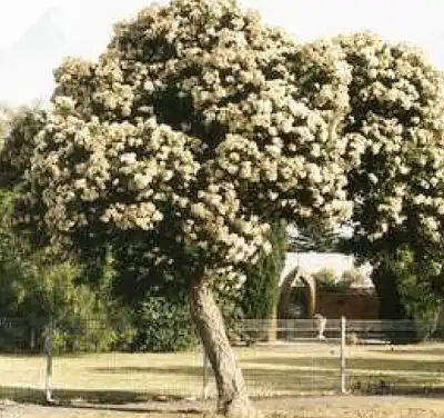 Angophora hispida (Dwarf Apple Gum)