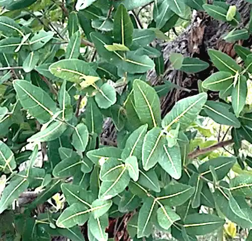 Angophora hispida (Dwarf Apple Gum) foliage