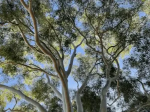 Corymbia citriodora (Lemon-Scented Gum) branches