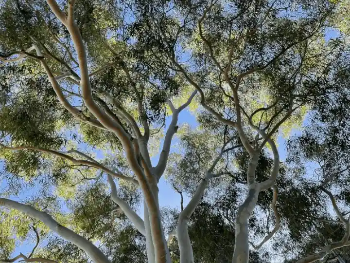 Corymbia citriodora (Lemon-Scented Gum) branches