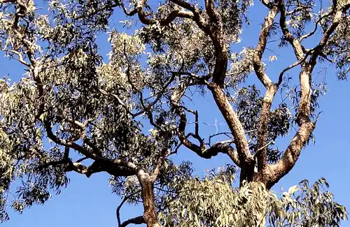 Corymbia eximia (Yellow Bloodwood) Gnarly trunk and branches