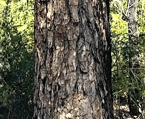 Corymbia eximia (Yellow Bloodwood) bark