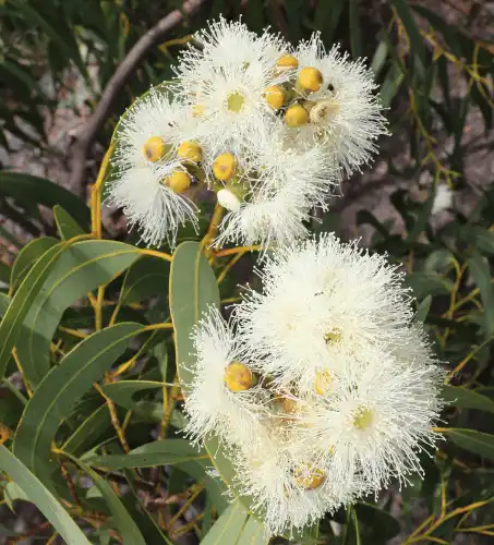 Corymbia eximia (Yellow Bloodwood) flowers
