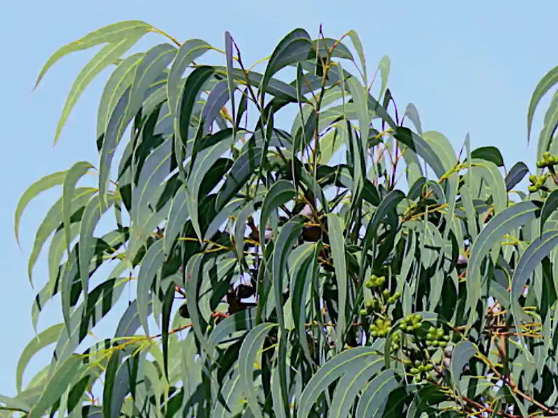 Corymbia eximia nana (Dwarf Yellow Bloodwood) foliage