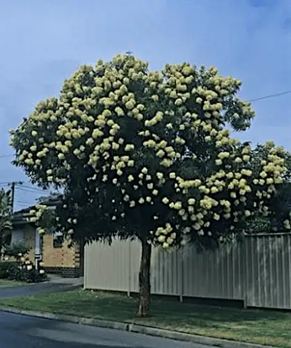 Corymbia eximia 'nana' (Dwarf Yellow Bloodwood)
