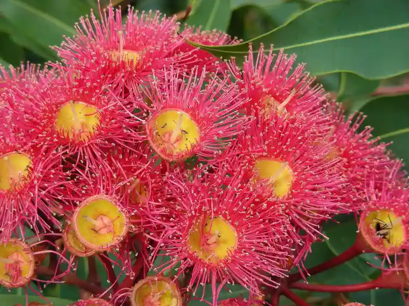 Dwarf flowering gums
