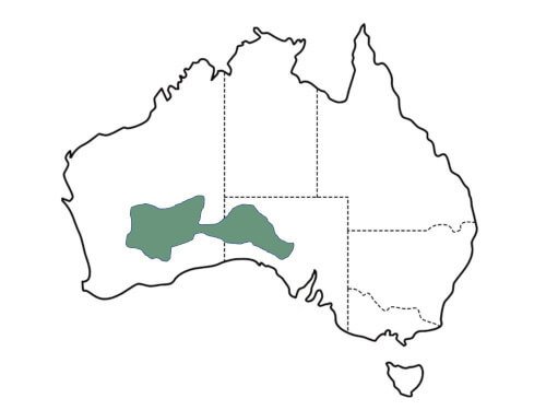 Eucalyptis youngiana distribution