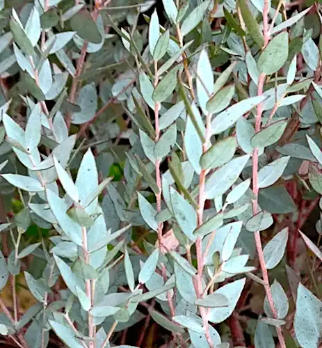 Eucalyptus 'Moon Lagoon' juvebile foliage