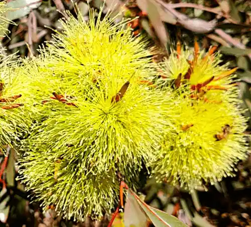 Eucalyptus 'Summer Sensation'