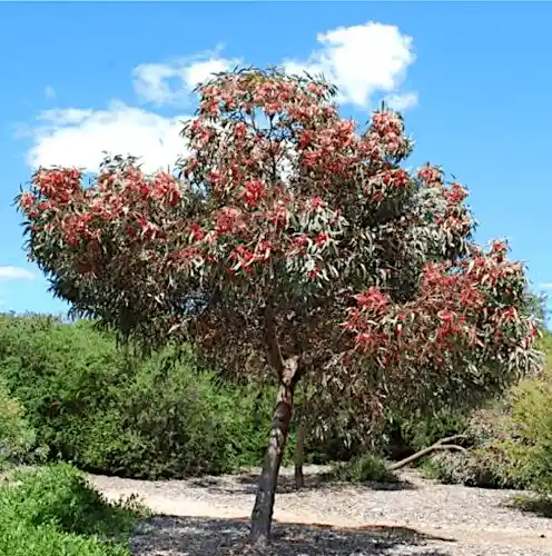 Eucalyptus 'Torwood' (Hybrid Coral Gum)