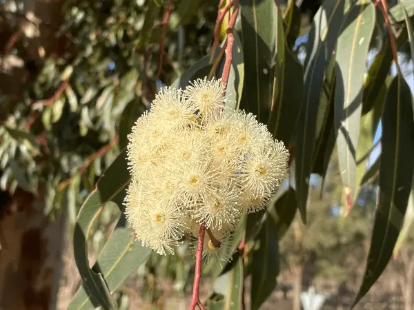 Eucalyptus cladocalyx 'Nana' (Dwarf Sugar Gum)