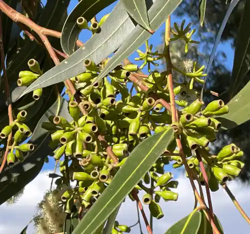 Eucalyptus cladocalyx (Sugar Gum) fruit