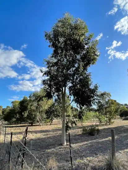 Eucalyptus cladocalyx (Sugar Gum) juvenile tree