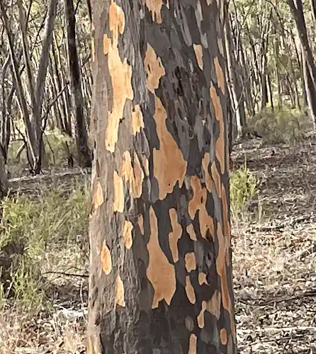 Eucalyptus cladocalyx (Sugar Gum) trunk