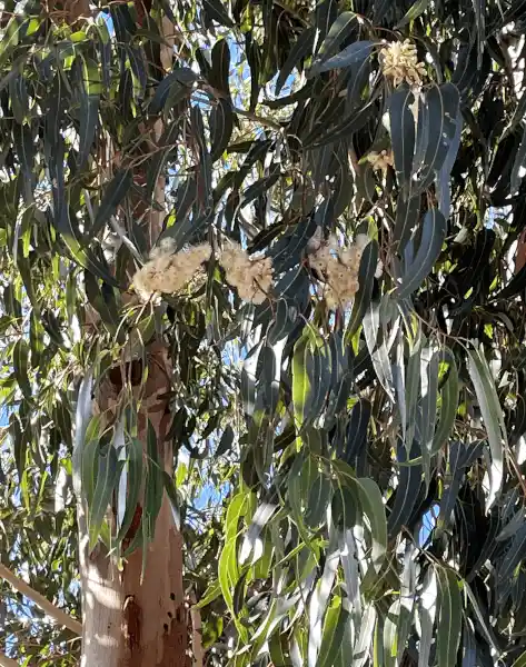 Eucalyptus cladocalyx (Sugar Gum)
