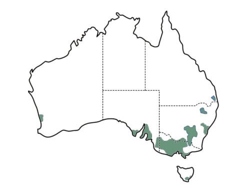 Eucalyptus cladocalyx main distrubtion