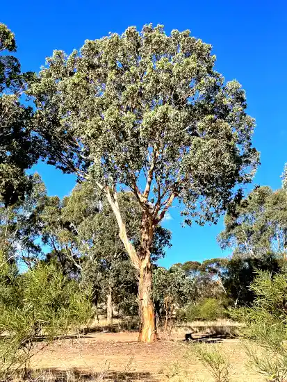 Eucalyptus cladocalyx (Sugar Gum) tree form