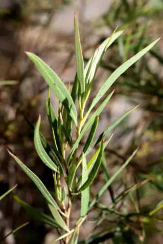 Eucalyptus cunninghamii (Cliff Mallee Ash)