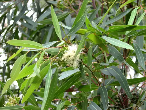 Eucalyptus curtisii (Plunkett Mallee)
