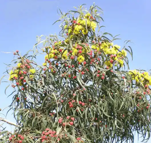 Eucalyptus erythrocorys (Illyarrie)