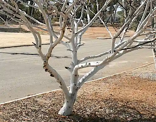 Eucalyptus erythronema (Red-flowered Mallee) trunk