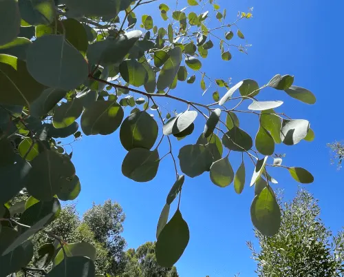Eucalyptus foliage