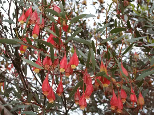 Eucalyptus forrestiana (Fuchsia Gum)