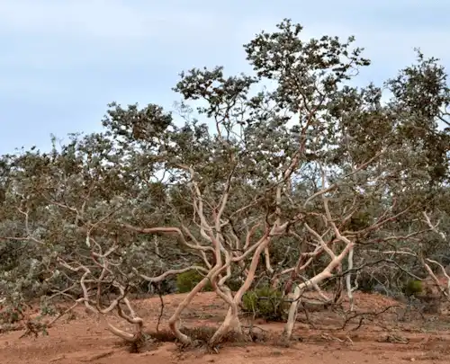 Eucalyptus gillii (Curly Mallee)
