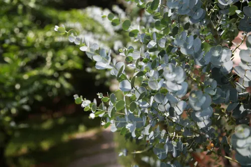 Eucalyptus gunnii juvanile foliage