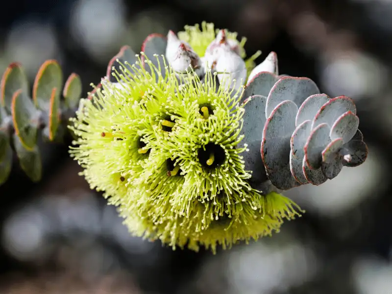 Eucalyptus kruseana (Bookleaf Mallee) flowers