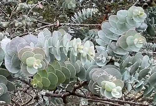 Eucalyptus kruseana (Bookleaf Mallee) foliage