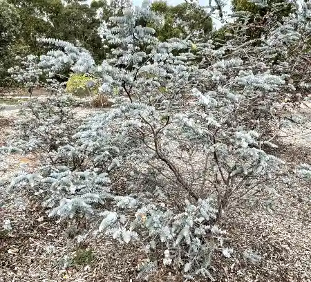 Eucalyptus kruseana (Bookleaf Mallee) sprawling form