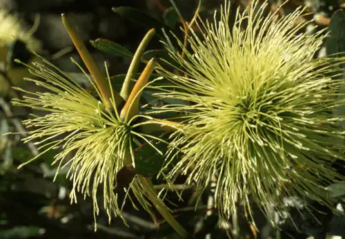 Eucalyptus lehmannii (Busy Yate)
