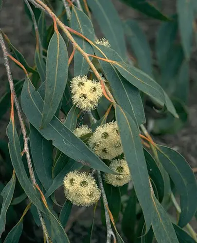 Eucalyptus luehmanniana (Yellow Top Malle Ash)