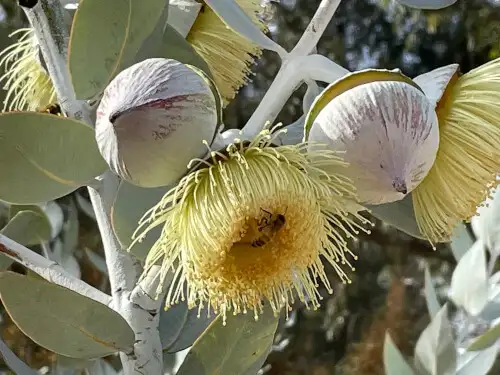 Eucalyptus macrocarpa x Eucalyptus pyriformis (Nullarbor Rose)