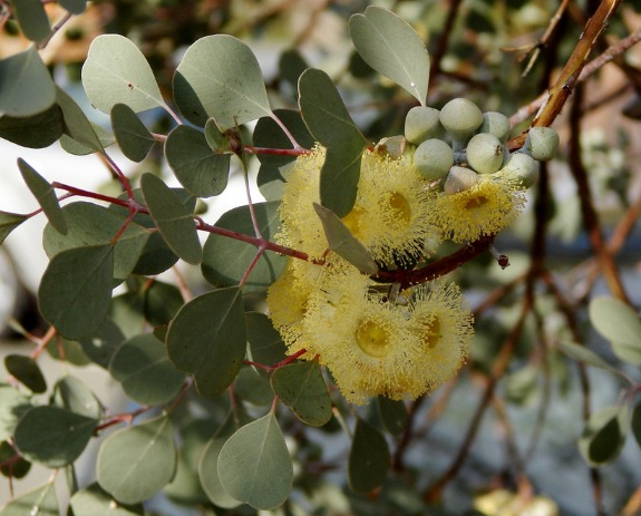 Eucalyptus orbifolia (Round-leaved Mallee)
