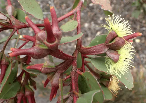 Eucalyptus platypus (Playtpus Gum) flower buds