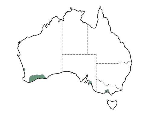Eucalyptus platypus main distribution