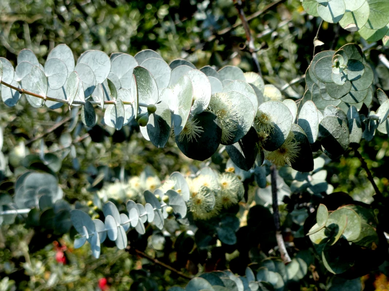 Eucalyptus pulveerulenta (Silver-leaved Mountain Gum) foliage and flowers