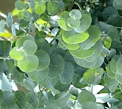 Eucalyptus pulverulenta 'Baby Blue'