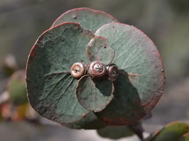 Eucalyptus pulverulenta (Silver-leaved Mountain Gum) fruit
