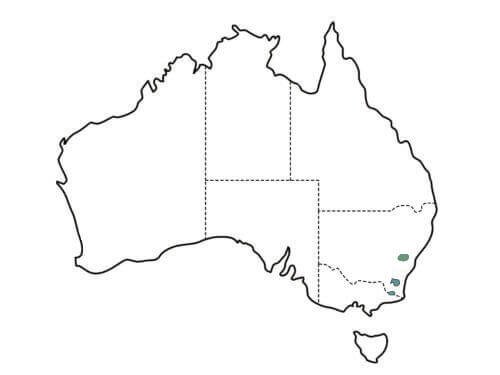 Eucalyptus pulverulenta origin